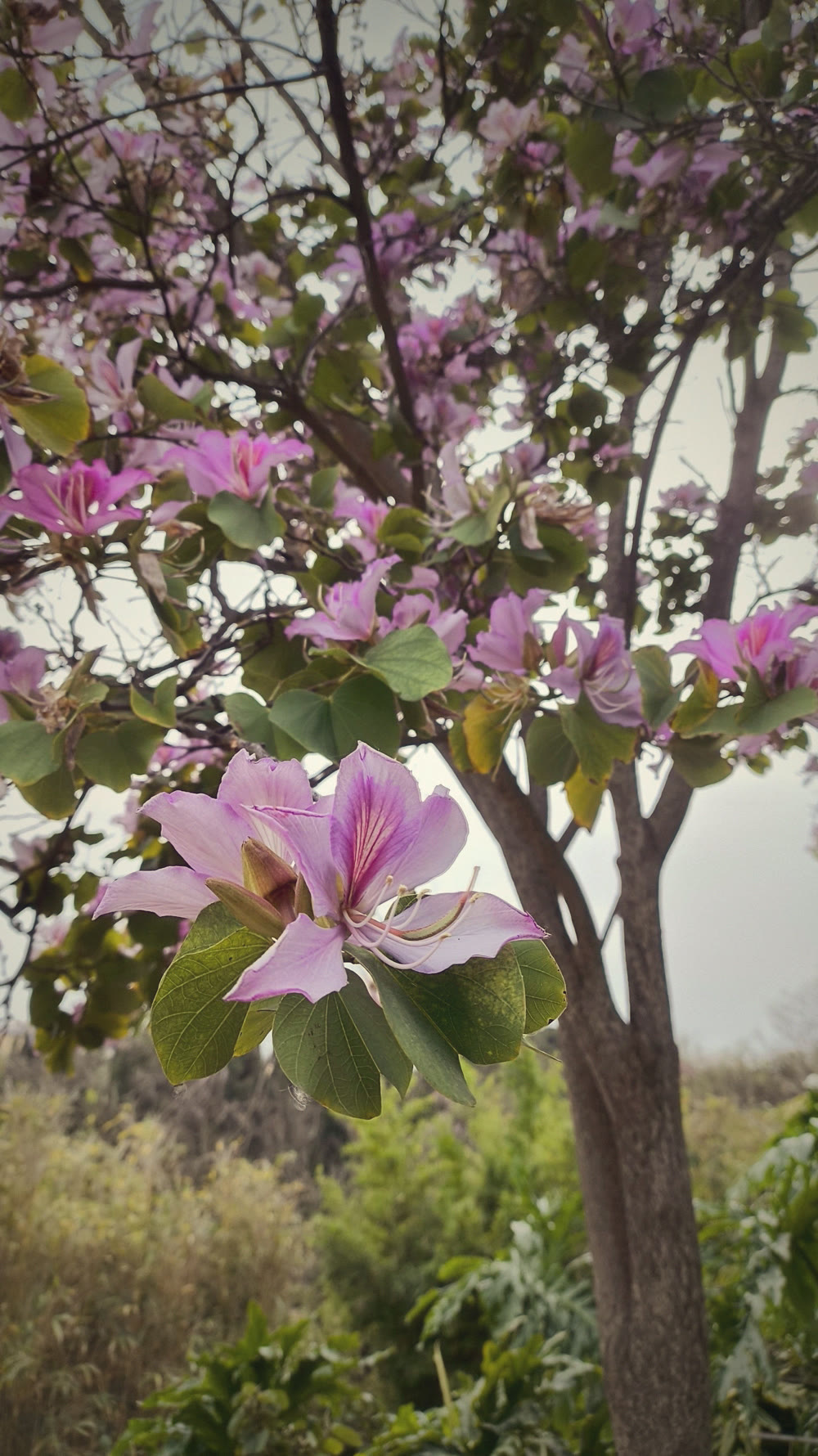Un ramo di fiori rosa