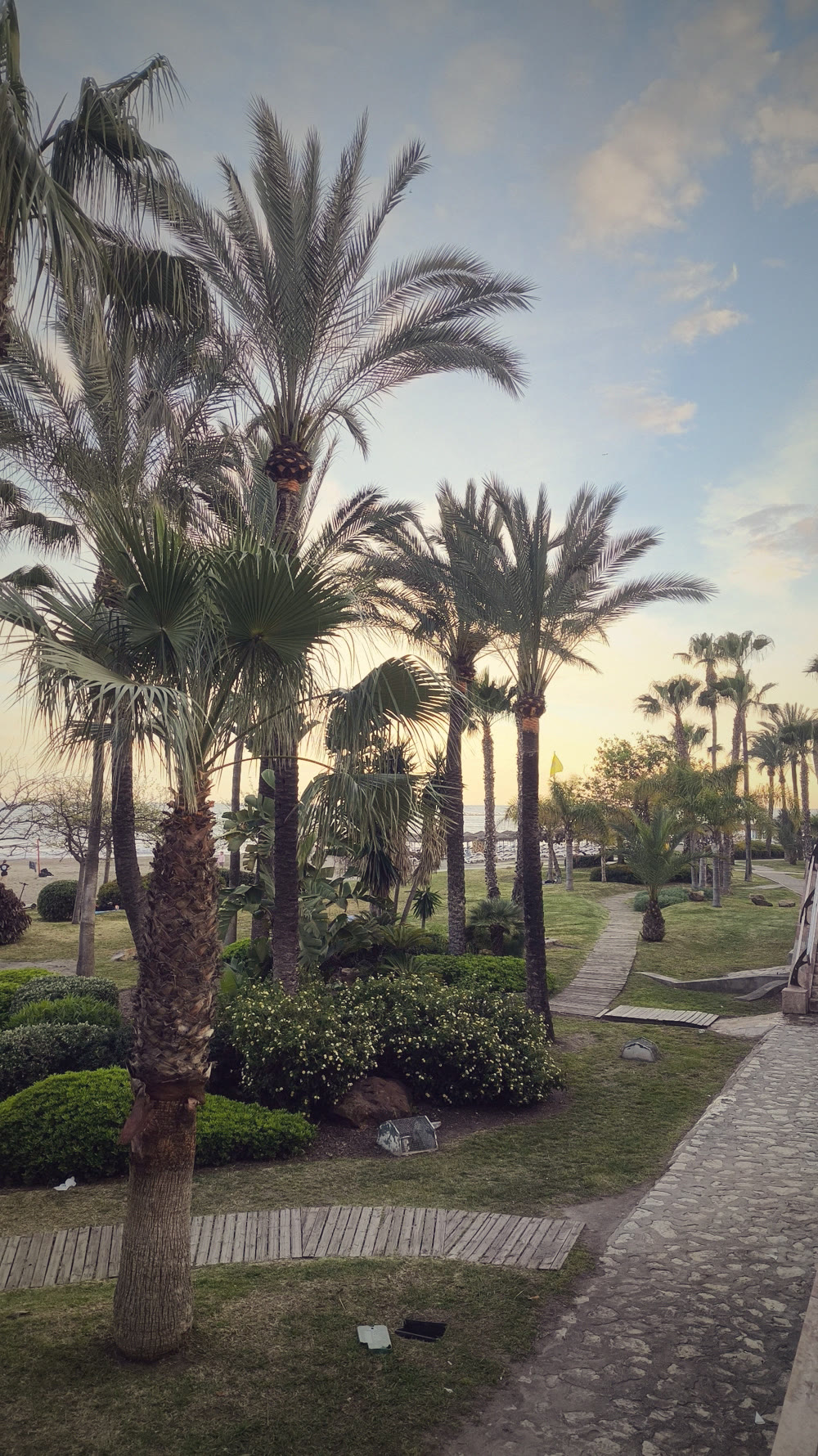 Un vialetto tra le palme al tramonto